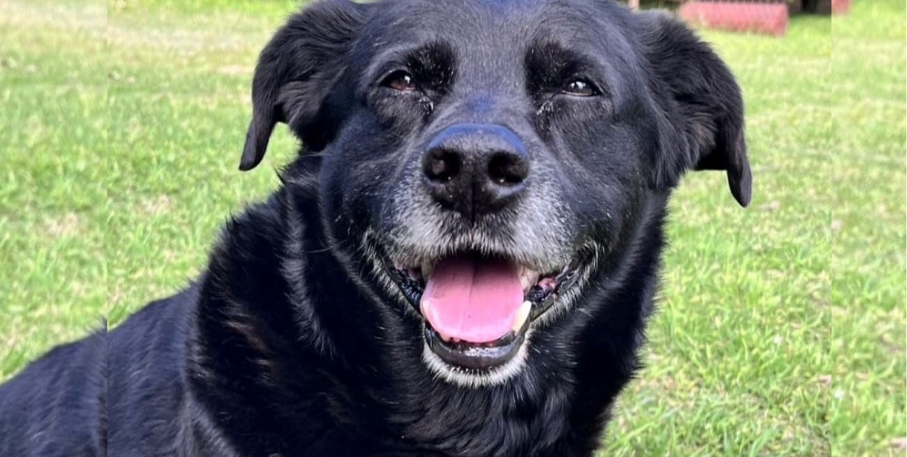 La muerte de “Garrafa” reactivó el debate por la tenencia responsable de perros potencialmente peligrosos