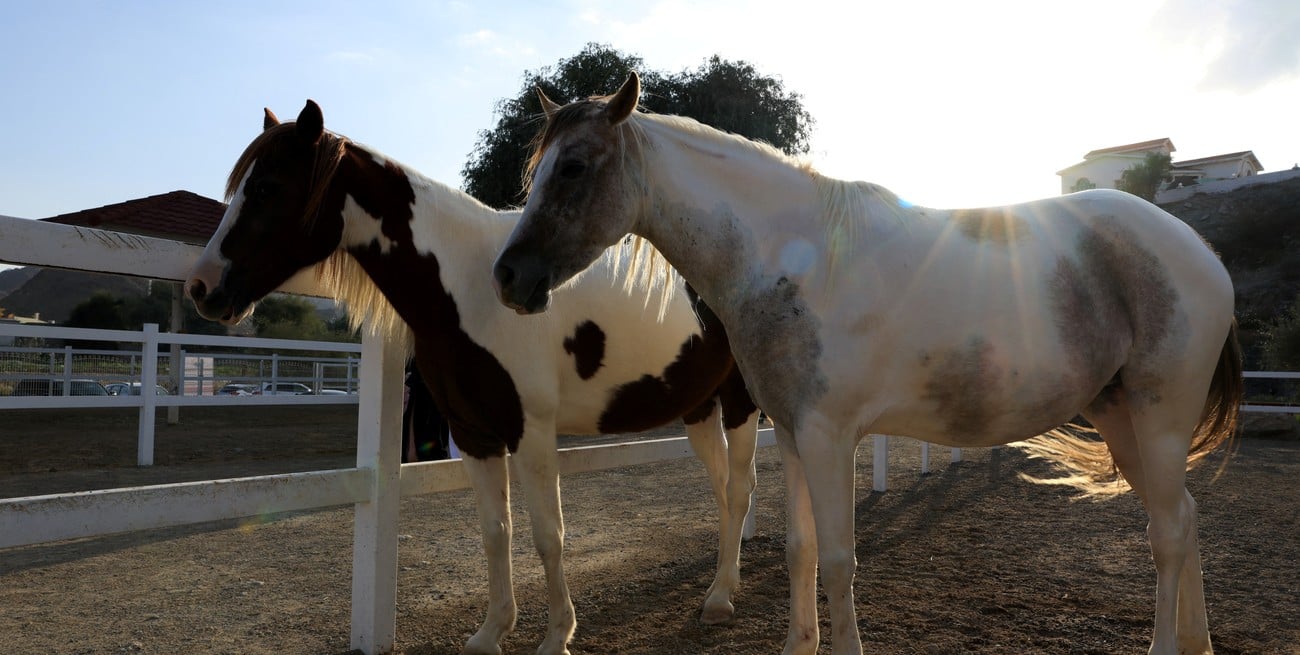 Tragedia en un campo de Florida: hallaron a una mujer muerta tras ser pisoteada por caballos