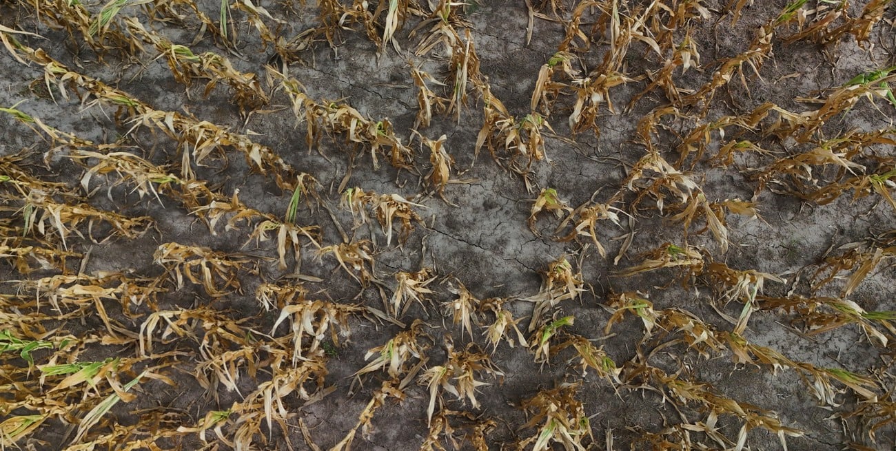 Grave situación productiva: la sequía vuelve a golpear al sureste de Santa Fe