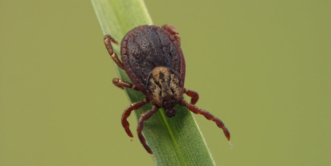 Cómo mantener las garrapatas fuera del hogar con plantas naturales