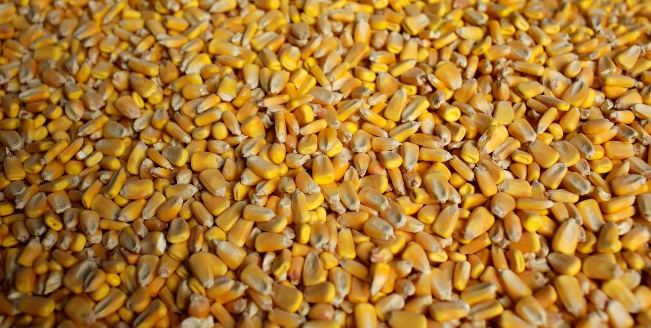 Cartas de porte: nuevas exigencias y más control para productores y operadores