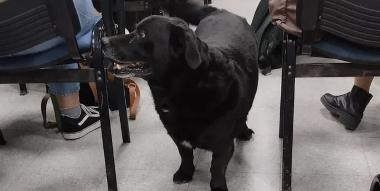 Dueños negligentes, calles peligrosas: la deuda pendiente con el otro