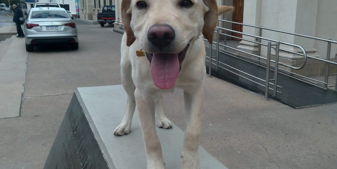 La ciudad y los perros