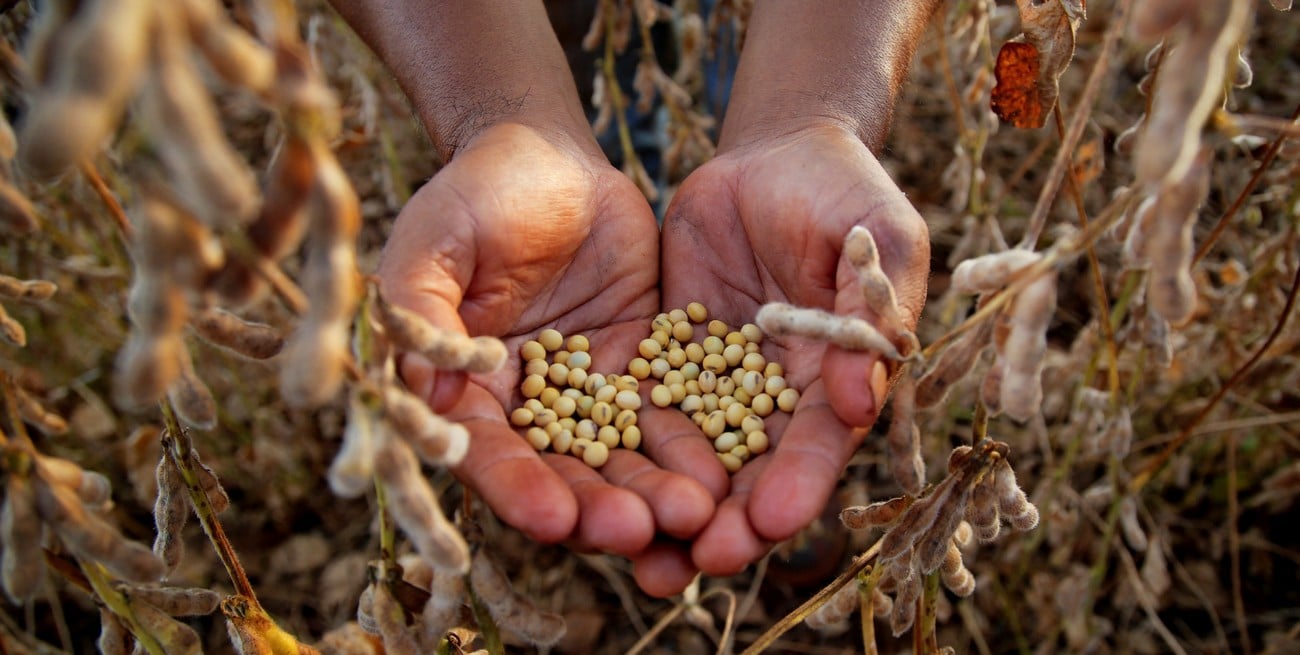 La región núcleo proyecta una caída de 600.000 toneladas de soja