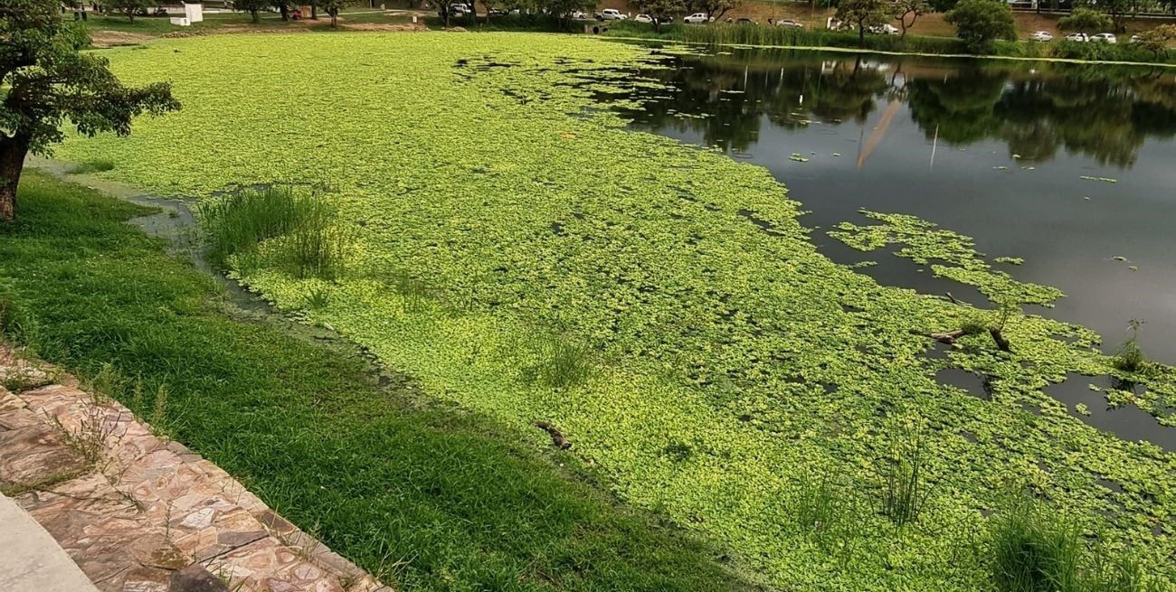 Parque del Sur: repollitos y una historia que se repite