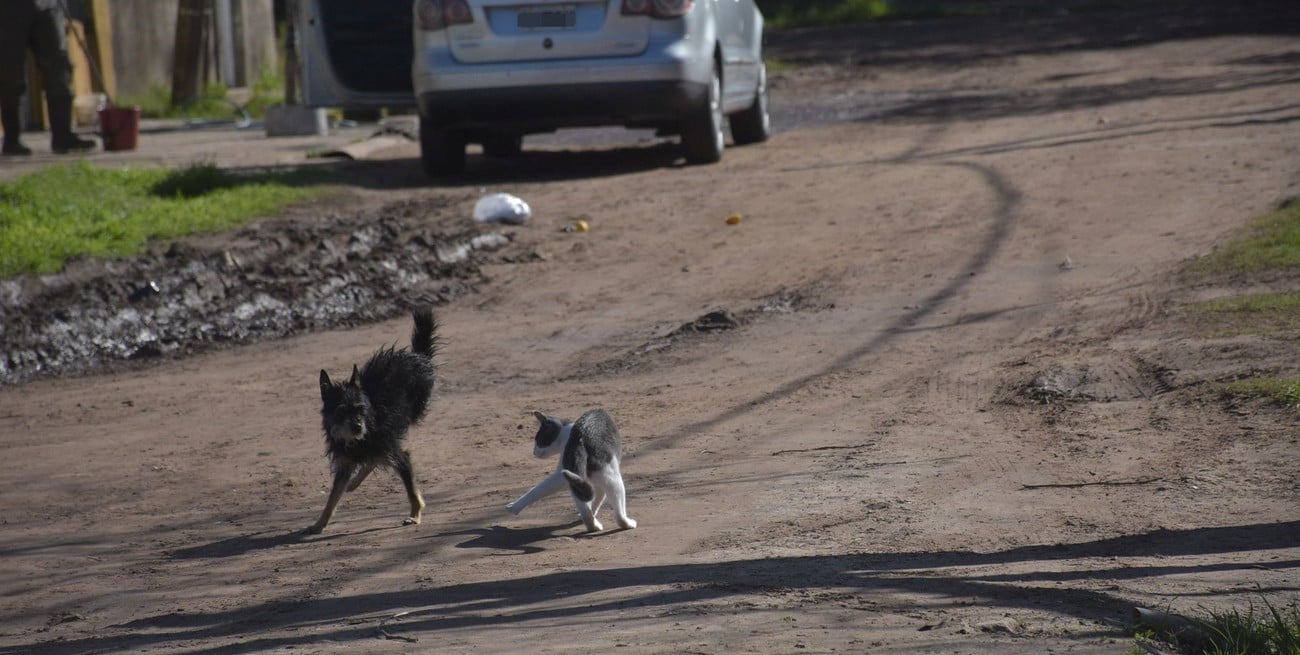 Antes de "la era Therian": el año en que se sancionó un censo de perros y gatos en la ciudad de Santa Fe
