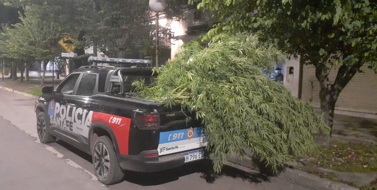Secuestraron gran cantidad de plantas de marihuana y aprehendieron a dos adolescentes
