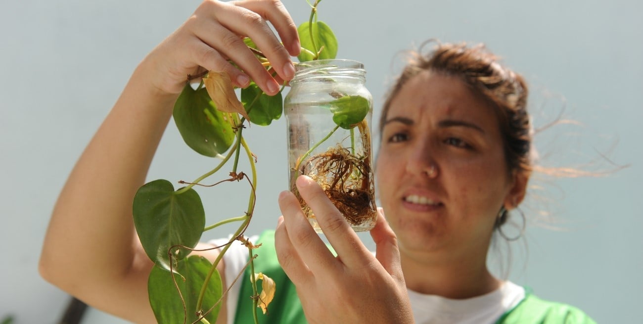 Dengue en Santa Fe: detectan el mosquito transmisor en 32 barrios y refuerzan las medidas preventivas