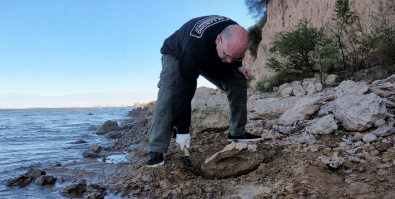 Descubrimiento en Capitán Bermúdez: rescataron restos de megafauna extinta