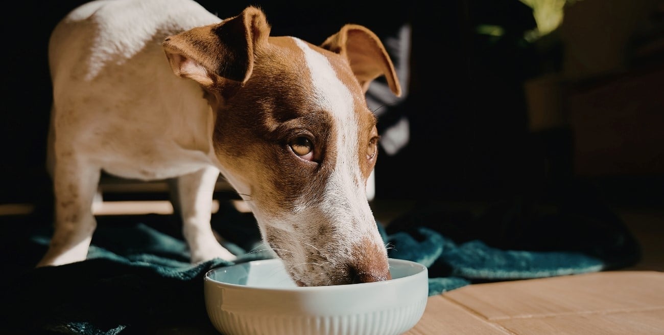 Qué dar de comer a perros y gatos en días de altas temperaturas
