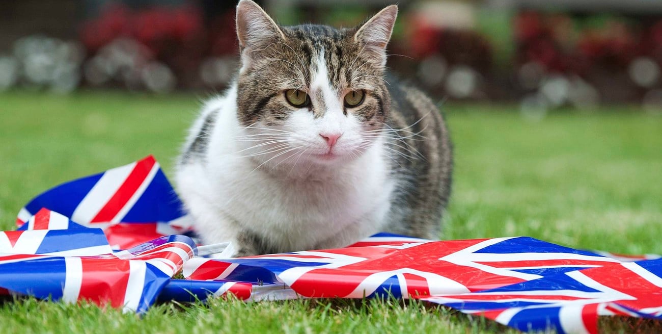 Larry, el gato más famoso del Reino Unido, cumple 15 años como “jefe ratonero” de Downing Street