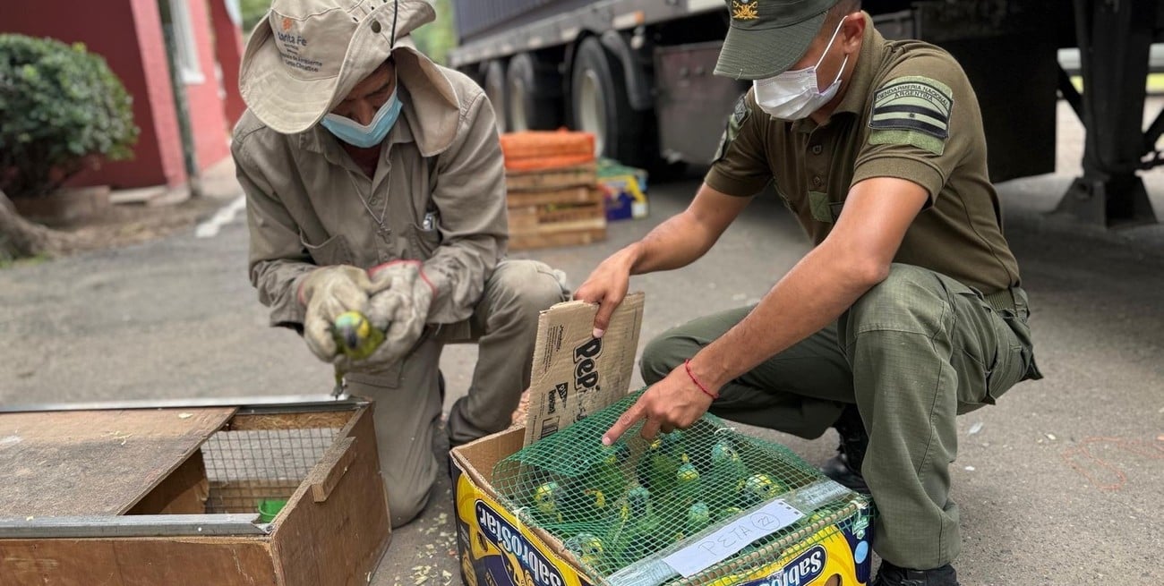 Inédito operativo en Santa Fe permitió recuperar más de 500 animales silvestres