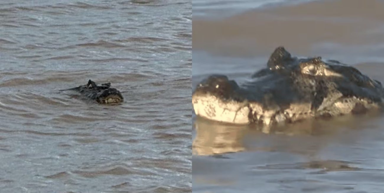 Video: un yacaré de dos metros sorprendió a bañistas en Rosario