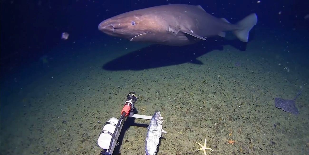 Por primera vez graban un tiburón durmiente nadando en las heladas aguas de la Antártida 