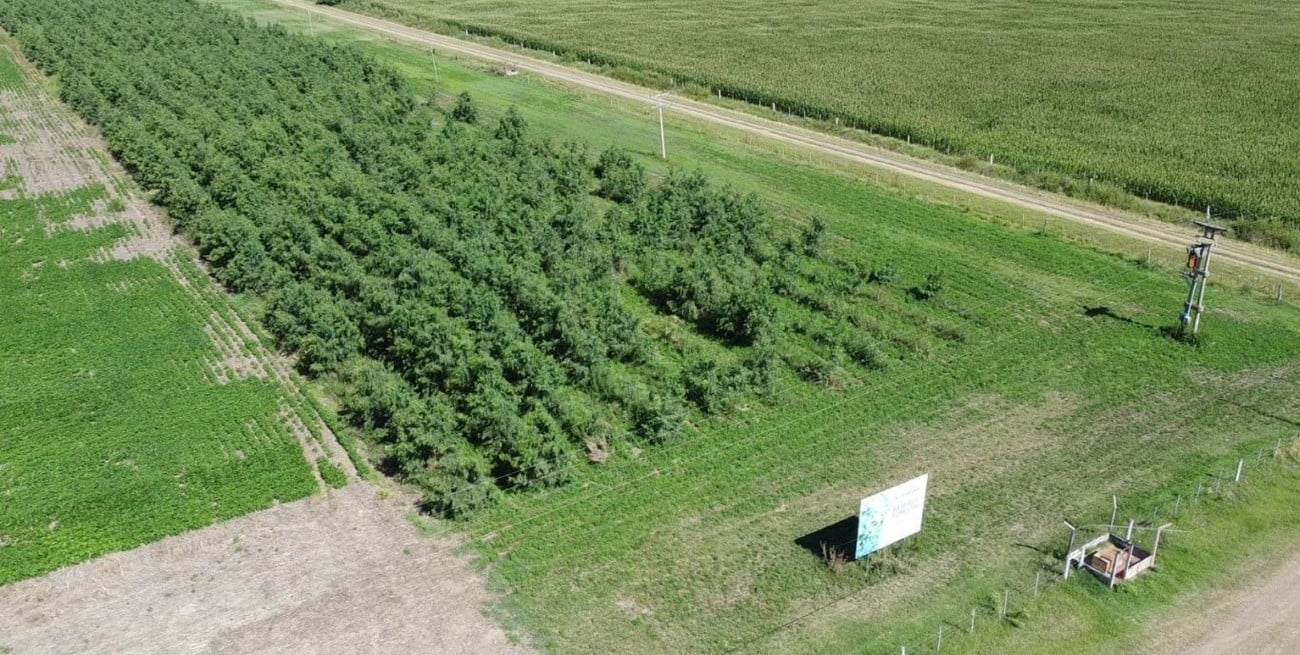 Pilar consolida su reserva forestal con avances concretos en captura de carbono