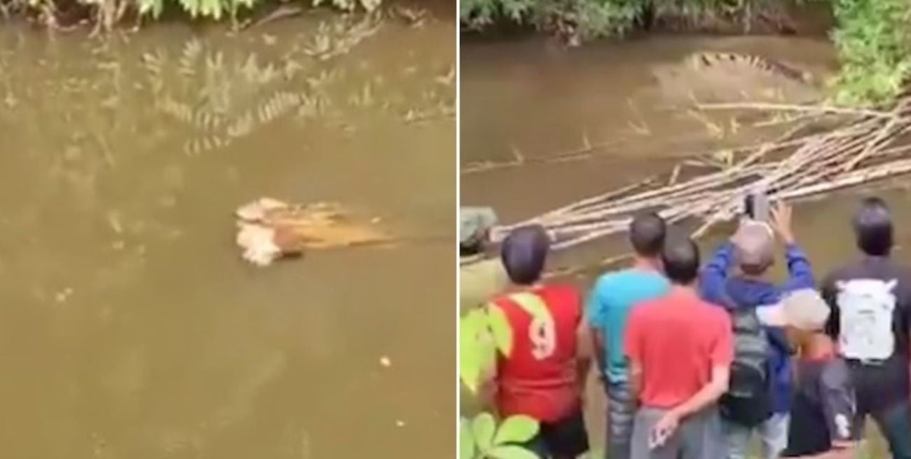 Ataque mortal en Indonesia: un cocodrilo se devoró a una mujer que recolectaba almejas en un río