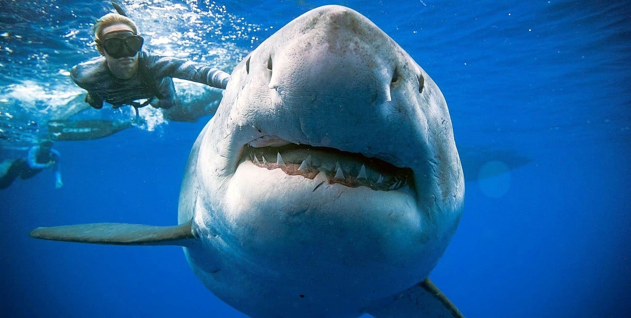 Los ataques de tiburones aumentaron drásticamente en 2025: cuáles son las zonas de riesgo a nivel mundial