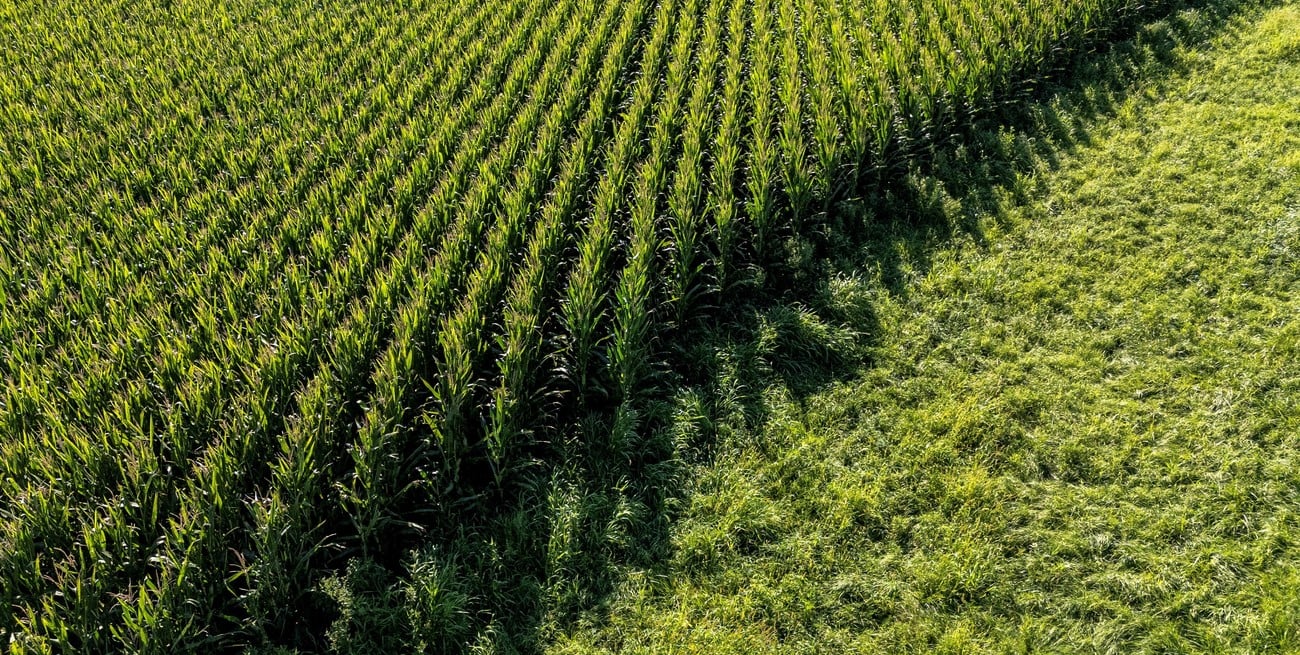 Maíz firme, soja condicionada: radiografía de la campaña 2025/26 en el sudeste santafesino