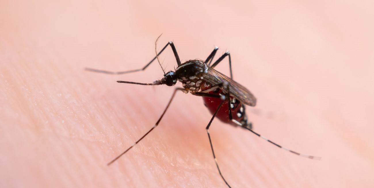 Dengue en Santa Fe: se confirmó la presencia del vector en 38 barrios de la ciudad