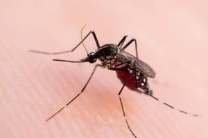 El sistema de monitoreo de la ciudad de Santa Fe tiene 60 localizaciones con dos ovitrampas distribuidas en los barrios que hacen el seguimiento de los huevos que ponen las mosquitas hembras.