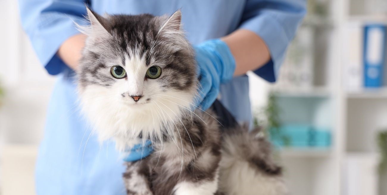 Día Internacional de la Esterilización Animal: un acto de salud y responsabilidad ciudadana