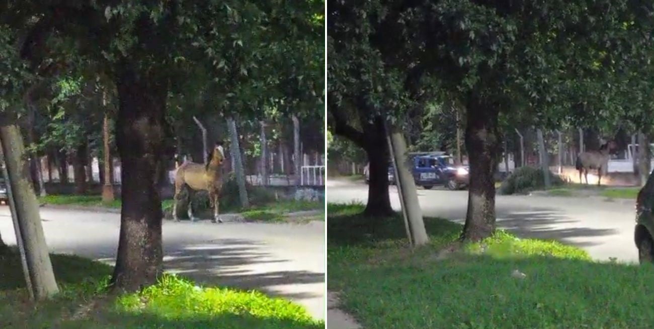 Un caballo suelto movilizó a la policía y a los vecinos de Guadalupe Oeste