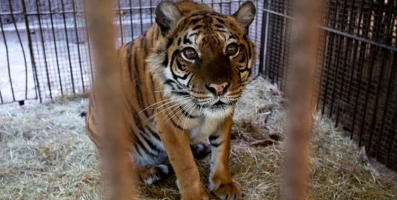 Desplegaron un operativo especial para trasladar animales del ex zoológico de Luján