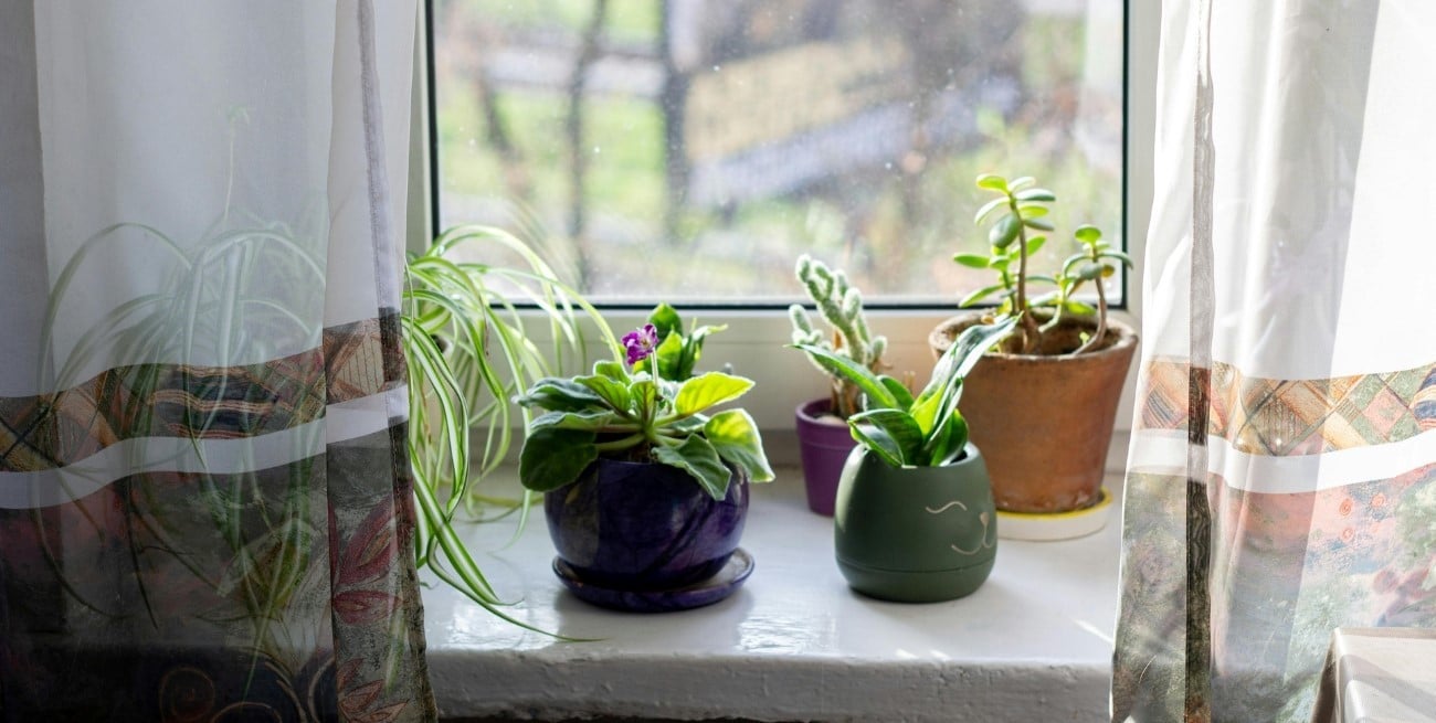 Tres plantas que no conviene tener dentro de casa, según el Feng Shui