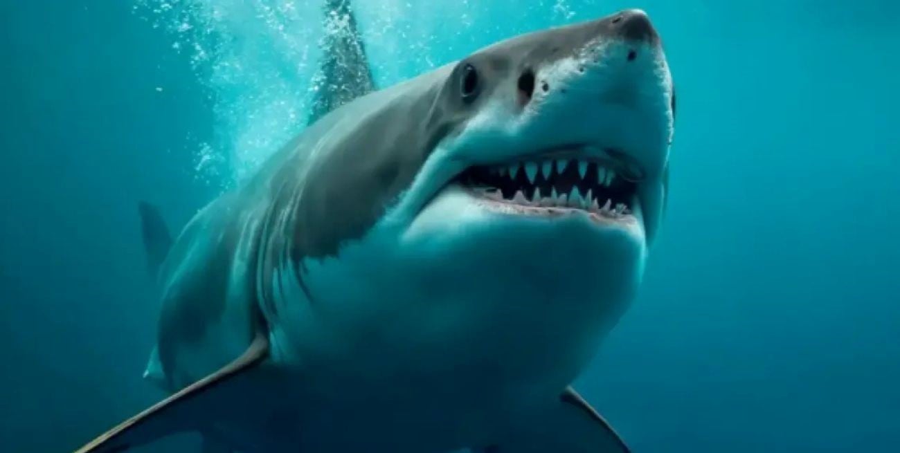 Tragedia en Australia: un médico murió atacado por un tiburón mientras practicaba windsurf