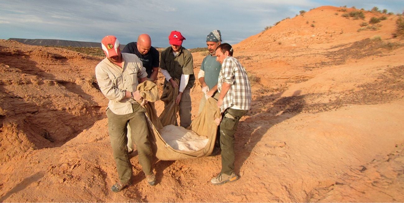 Un hallazgo del Conicet en la Patagonia reescribe la historia de los dinosaurios carnívoros