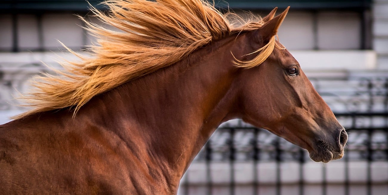 Encefalomielitis equina: SENASA reitera pautas de prevención ante la llegada del calor y las lluvias
