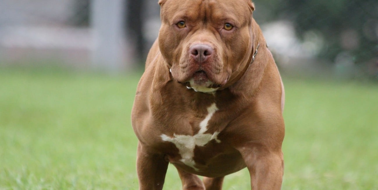 Murió un jubilado en Puerto Madryn tras intentar separar a dos pitbull que peleaban
