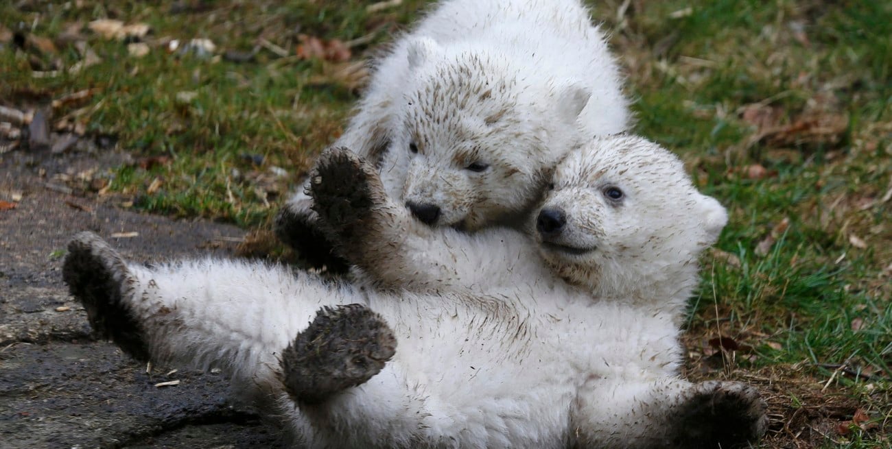 Día del Oso Polar: 5 datos sorprendentes y la amenaza que podría extinguirlos