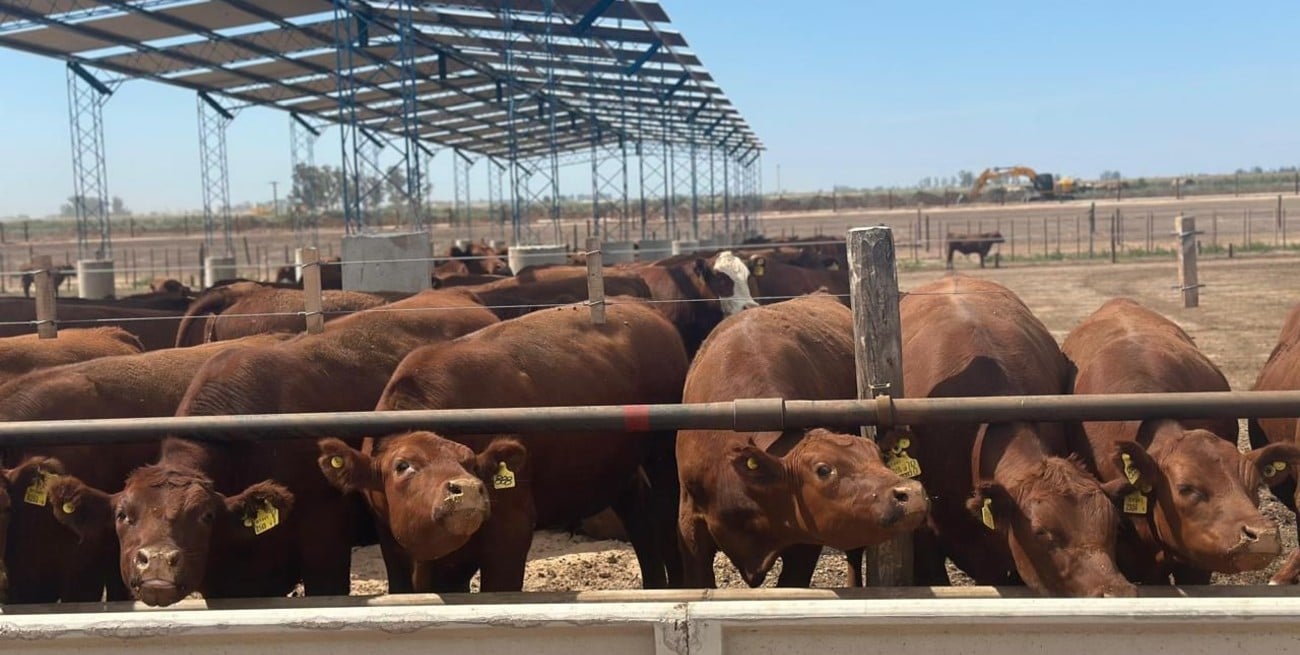 Feedlots: existencias récord y una nueva configuración en la hacienda encerrada