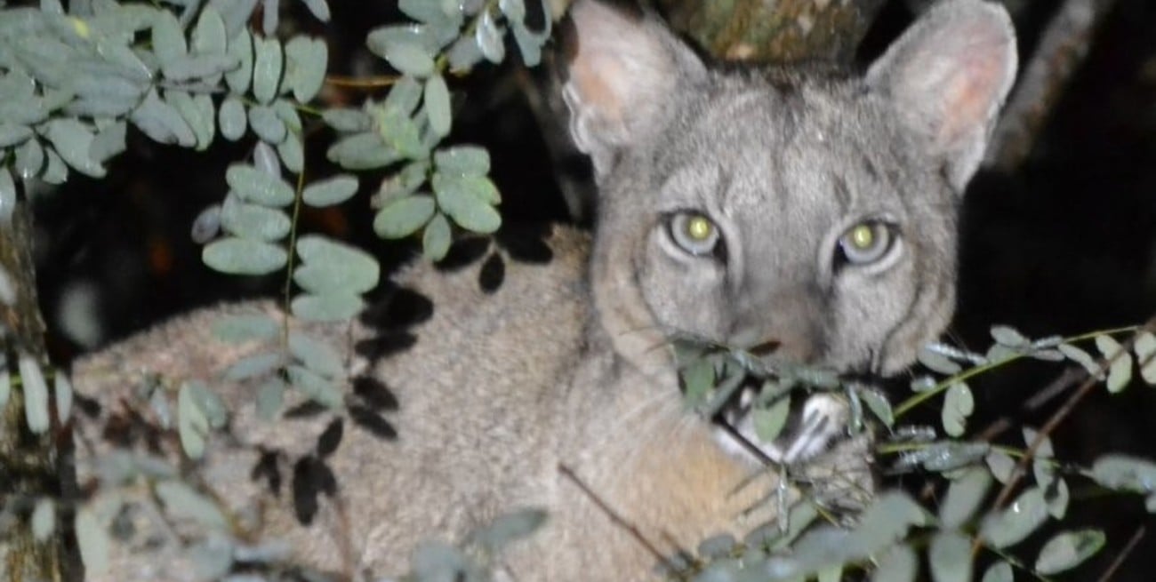 Un puma apareció en plena zona urbana de Esperanza y generó alarma en los vecinos