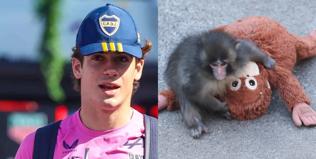 Colapinto y “Punch”: el mono viral que se metió en la previa del GP de Australia