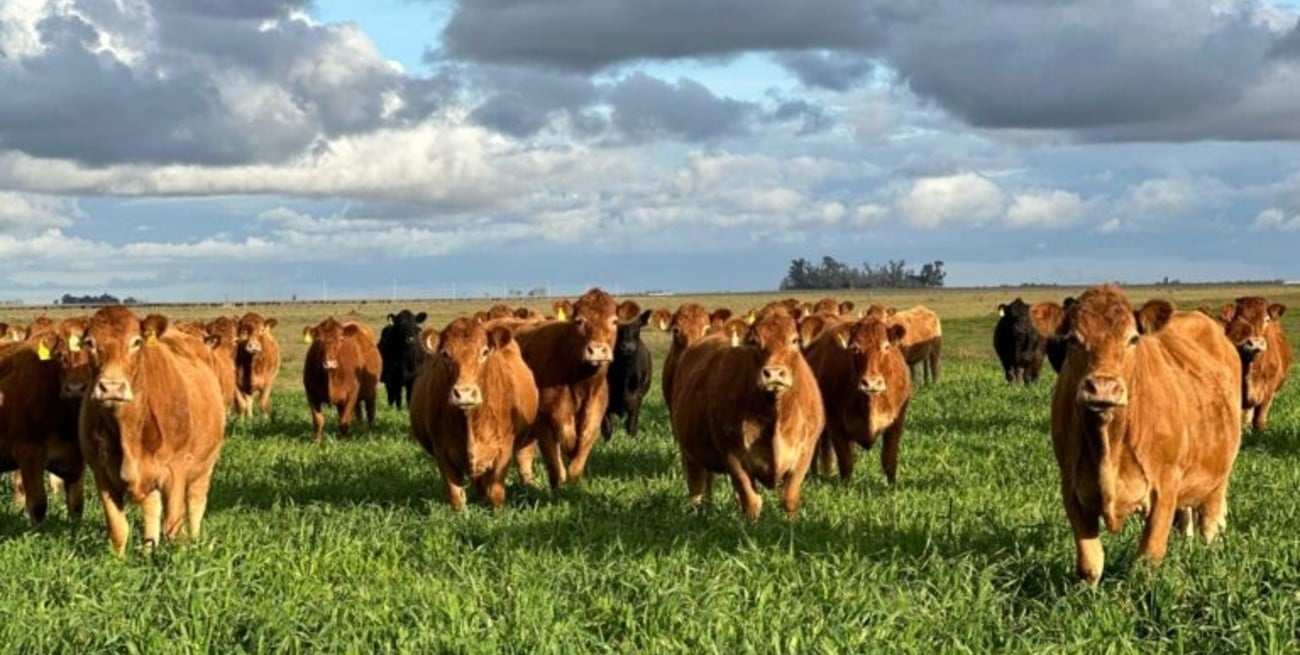 La Sociedad Rural de Rosario organiza el 13º Congreso Ganadero para analizar el presente y futuro del sector