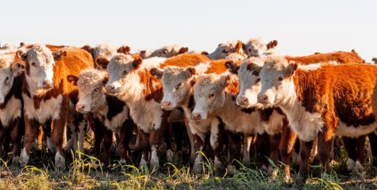 Santa Fe y Córdoba impulsan el modelo cooperativo aplicado a la comercialización ganadera