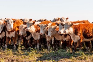 Alianza Ganadera, no es solo un acuerdo comercial; es la cristalización del sexto principio cooperativo: la ayuda mutua para generar desarrollo a escala.