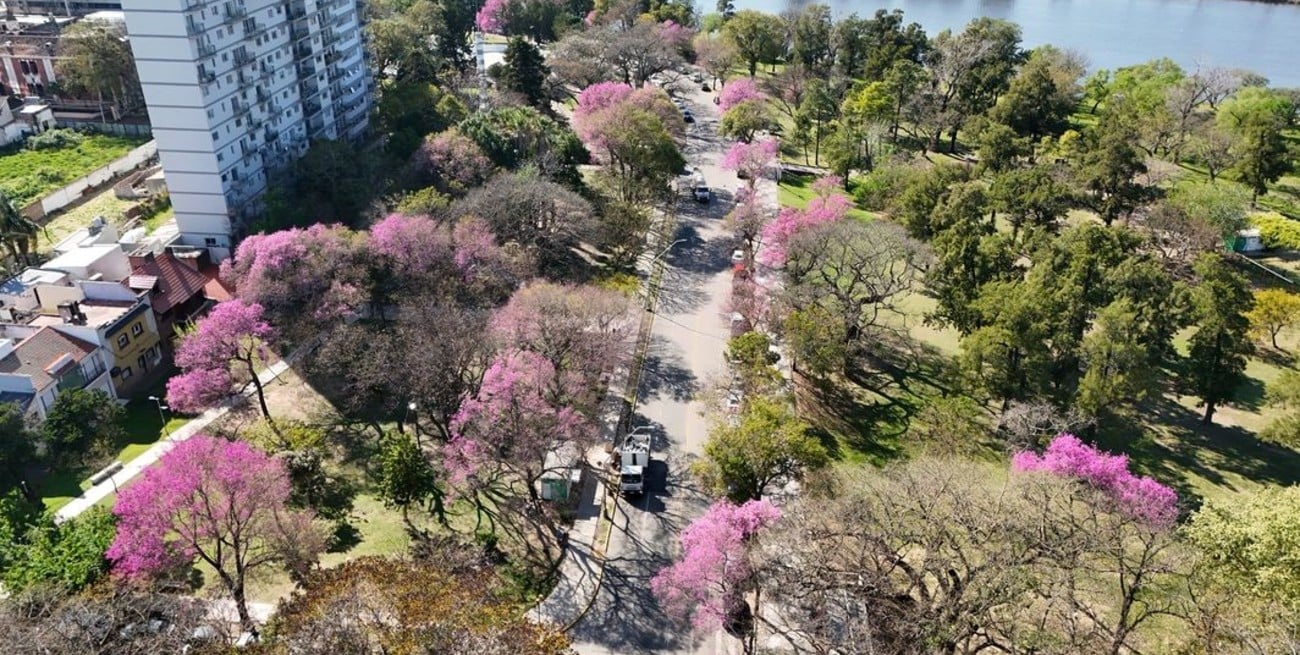 Santa Fe, más "verde" en 2026: cómo es el plan de arbolado que proyectó el municipio para la ciudad