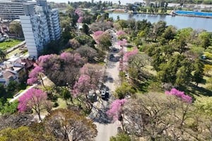 Lapachos rosados embellecen el Parque del Sur. Crédito: Fernando Nicola
