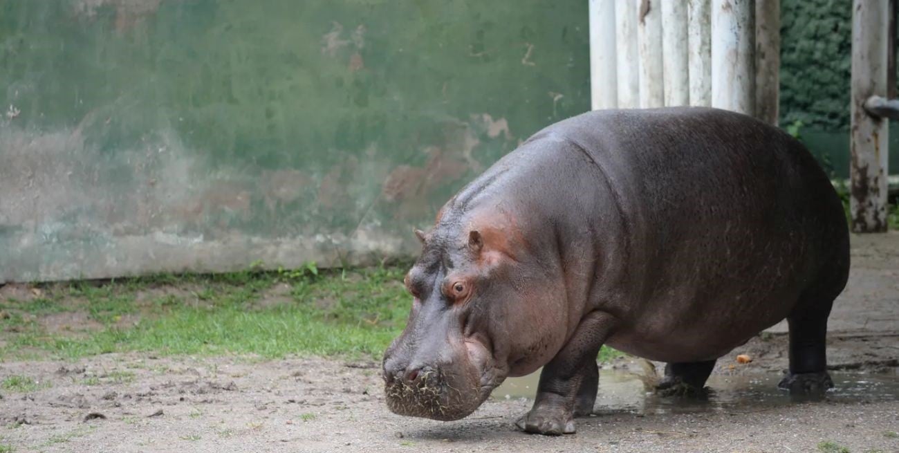 Murió Hipólito, el histórico hipopótamo del ex Zoológico de La Plata que nació en cautiverio
