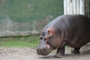 Hipólito tenía 26 años. Marcos Gómez | AGLP