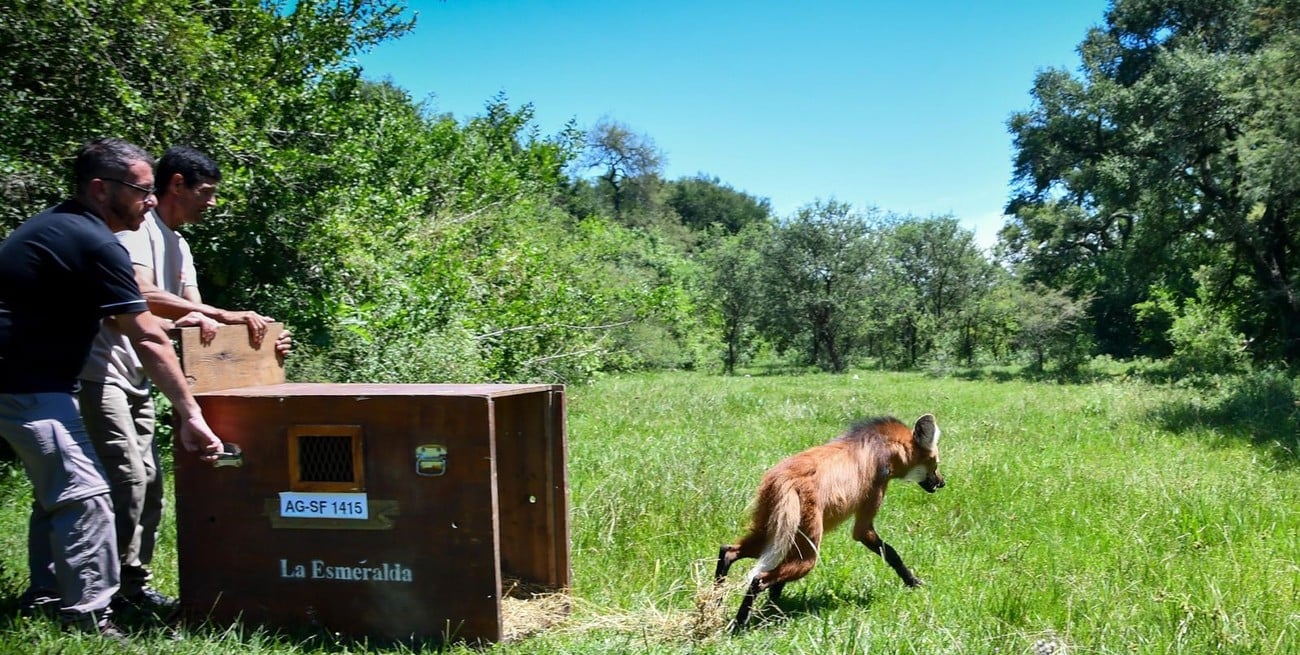 Rescate y regreso al hábitat: liberaron un aguará guazú hallado en mal estado en San Cristóbal