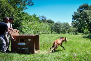Rescate y regreso al hábitat: liberaron un aguará guazú hallado en mal estado en San Cristóbal