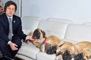 La relación de Javier Milei con sus perros trasciende lo convencional, siendo definidos por él mismo como sus "hijos de cuatro patas". 