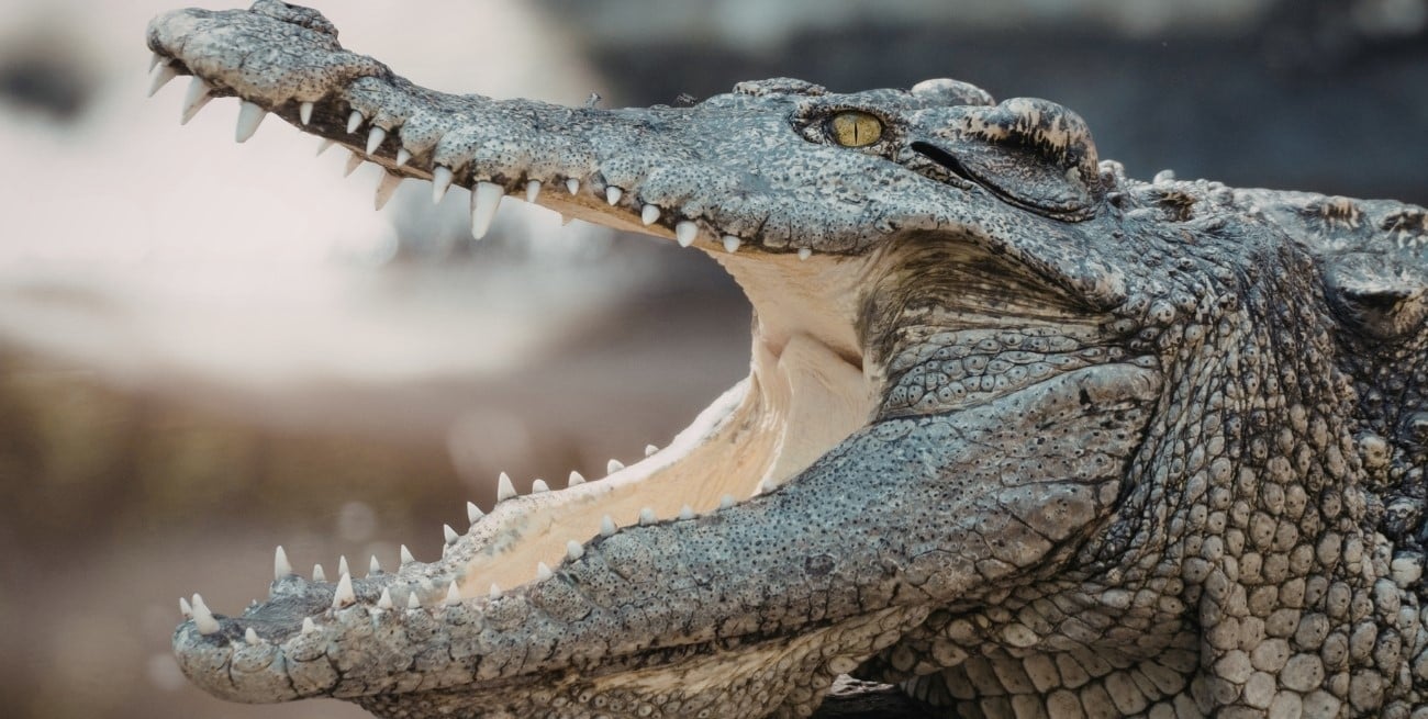 Inundaciones en Australia: advierten por la presencia de cocodrilos en calles y zonas urbanas