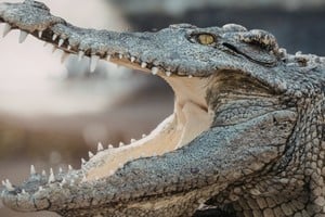 Las autoridades explicaron que las crecidas de ríos y canales permiten que los cocodrilos se desplacen