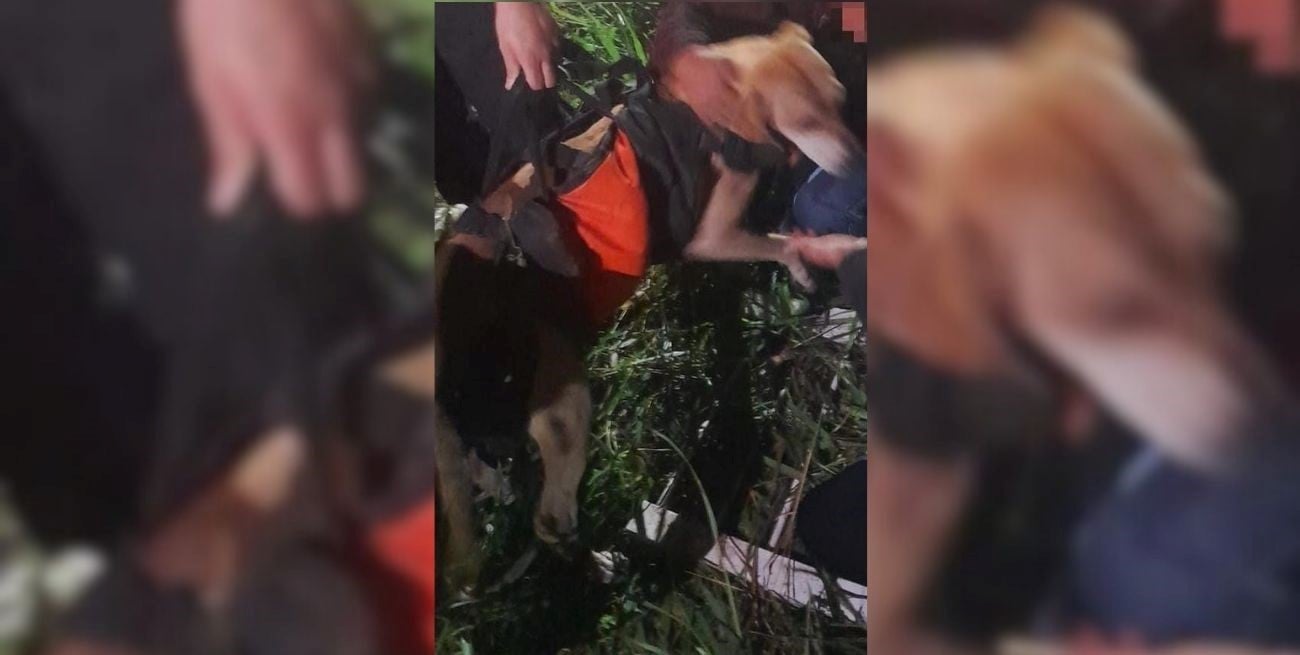 Bomberos rescataron a un perro que había caído en un pozo de desagüe
