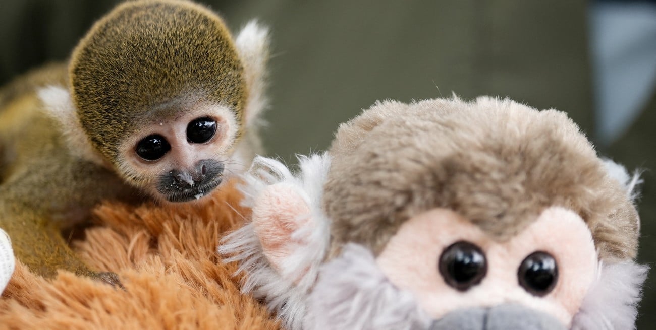 Apareció el "Punch peruano": rescatan a un mono víctima del tráfico silvestre en el Amazonas